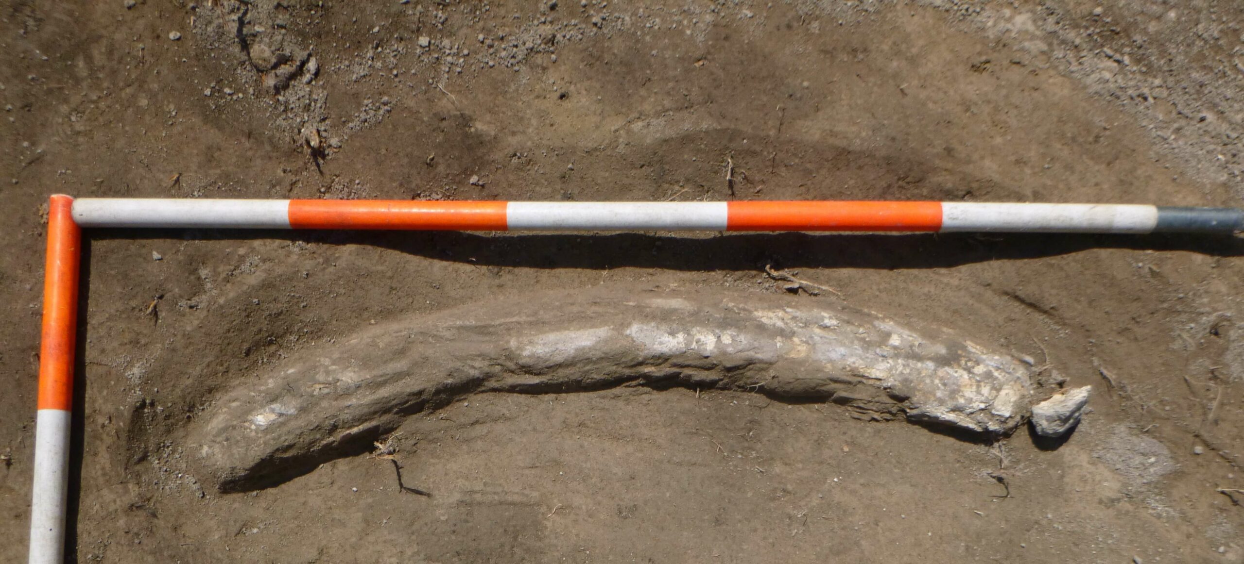Közel egyméteres mamutagyart találtunk egy mélygarázs építésénél
